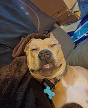 Éduc'Instinct image 3