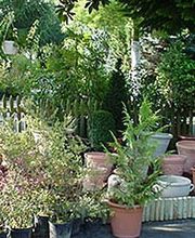 Pépinières et Paysages Brotonne SARL image 6