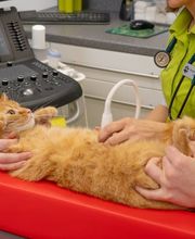 Tierarzt Gütersloh, Kleintierpraxis Isselhorst Bild 13