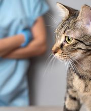 CONSULTORIO VETERINARIO MORANO imagen 8