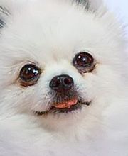 Tierklinik Rhenus AG Bild 1