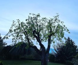 Zbinden Paysage Bild 1