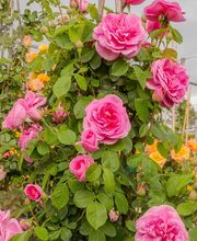 Rosiers d'Argens image 8