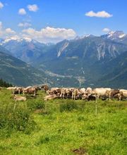 AZIENDA AGRICOLA ARCIONI LUIGI Bild 3