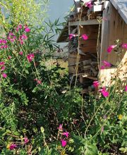 LE PETIT RADIEUX image 12