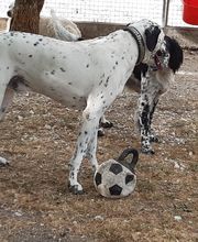 Cani Services image 7