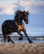 Beshepherd Tierfotografie - Sophie Lombeck Bild 19