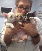 Sunderland Animal Hospital image 8