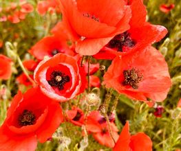 Provence by Flore image 13