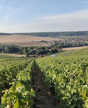 Champagne Roland Boulard & Filles image 4