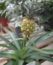 Herrmann Pflanzen GmbH Bild 11