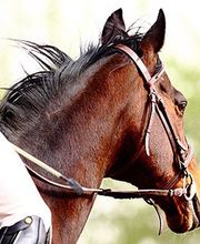 Ecurie des Reflets EARL image 4