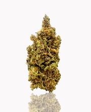 FACT FARM CBD - Produttore dal 2018 di Canapa Legale - CBD Shop Torino immagine 4