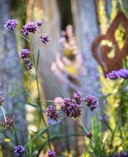 Moor-Nebel Gärten GmbH Bild 6