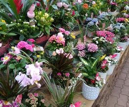 Les Halles aux Fleurs image 8