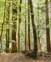 FriedWald Buxtehude Bild 3
