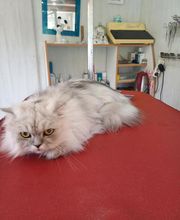 Aux 101 Dalmachiens image 6