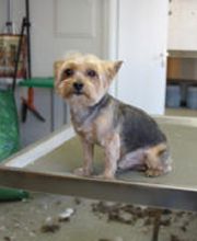 Hundesalon Dany Bild 9
