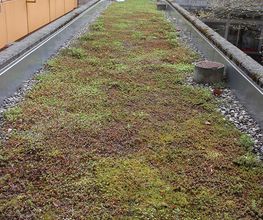Bauert AG Parkpflege Gartenbau Bild 10