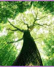 Colas Marie Joelle image 4