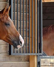 LES ECURIES DE SOBIDAIN image 5