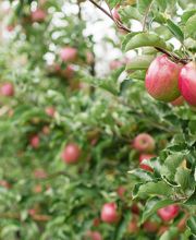 Landi Chénens Sociéte coopérative Bild 1