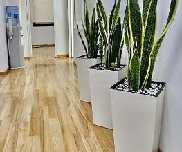 Lilium Beauty Bcn imagen 7