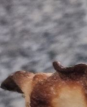 pizzenseyne image 11