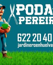 Podas y talas en altura, podas de palmeras, PODAS PEREIRA imagen 2