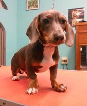 La Bichonnerie Henin image 6