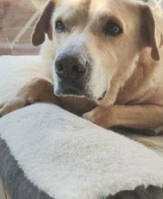 Etologo.es imagen 18