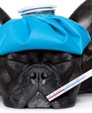 Tierarztpraxis Wolfgang Kahle