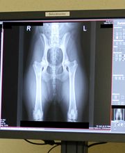 Kleintierpraxis HallMa AG Bild 3