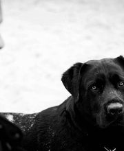 Harmonie Canine image 6