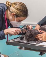 Short Pump Animal Hospital image 11