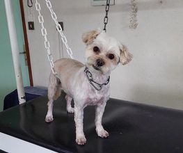 Absolument-Chien image 10