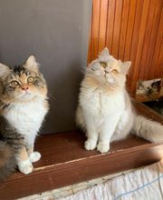 Elevage Kimy's Valey image 8