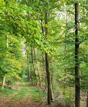 FriedWald Schurwald Bild 3