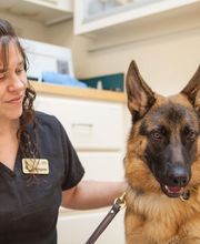 Sangaree Animal Hospital image 5