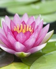 Brigitte Durécu Magnétiseur image 3