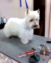 Esprit Canin image 7