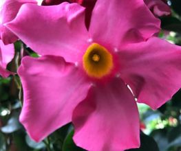 Jardinerie Dupin image 17