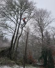 Baron Élagage image 11