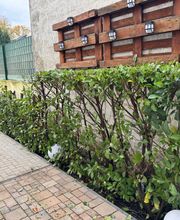 Nadrowski Baumdienst Bild 11