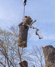 AGS - Arboriste Grimpeur Spécialisé image 13