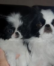 Sandrine Le Rest image 13