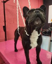 Tom&Co Chinon - Animalerie - Dog Wash image 19