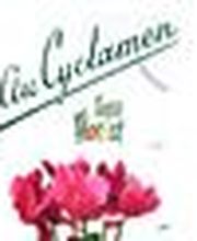 Au Cyclamen image 2