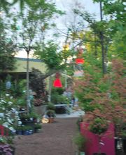 La Pépinière d'Ilca image 5