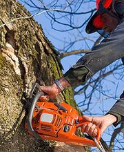 Diot Guillaume image 1